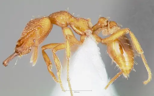 Strumigenys chroa specimen