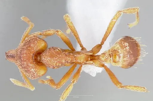 Strumigenys chroa - CASENT0005511