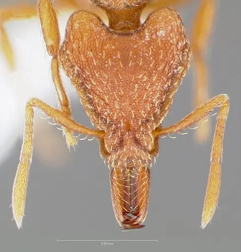 Strumigenys chroa - CASENT0005511