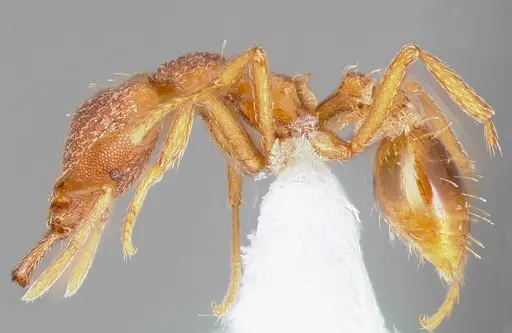 Strumigenys chroa - CASENT0005511