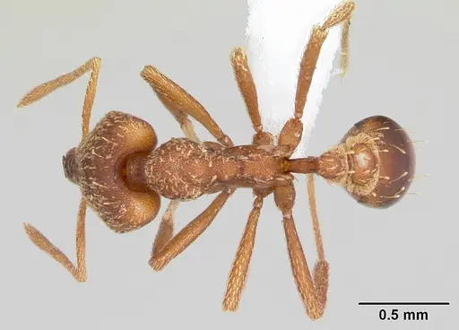 Strumigenys chroa - CASENT0436719