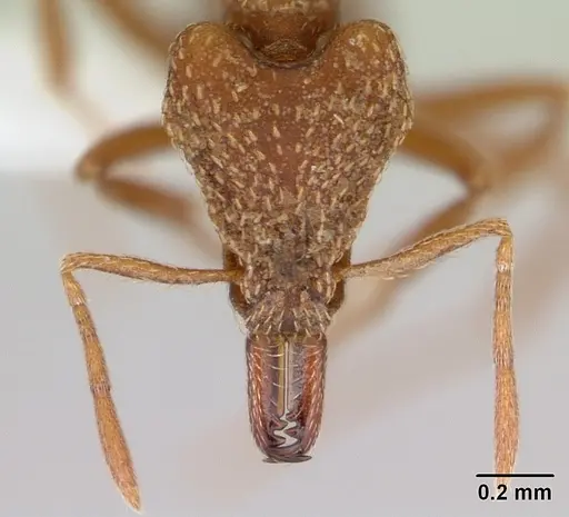 Strumigenys chroa - CASENT0436719