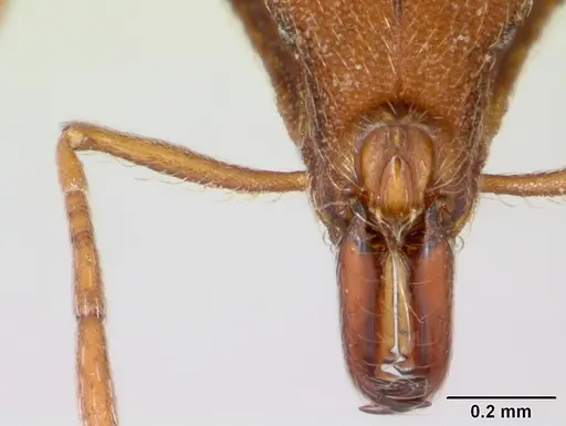 Strumigenys chroa - CASENT0436719