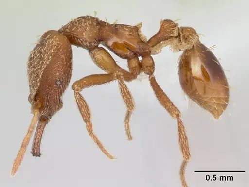 Strumigenys chroa - CASENT0436719