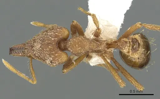 Strumigenys chroa - CASENT0900715