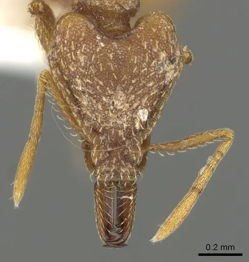 Strumigenys chroa - CASENT0900715