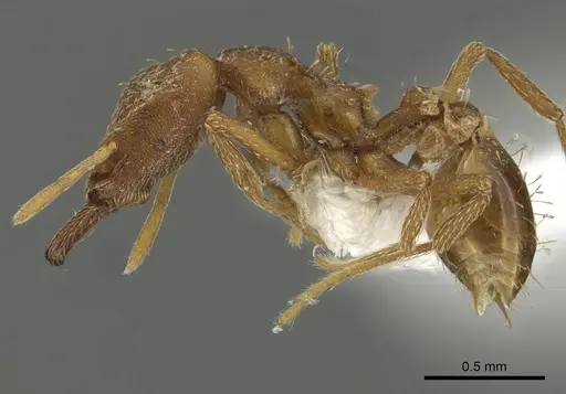 Strumigenys chroa - CASENT0900715