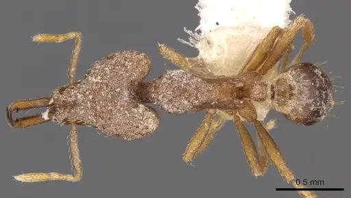 Strumigenys chroa - CASENT0900876