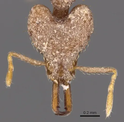 Strumigenys chroa - CASENT0900876