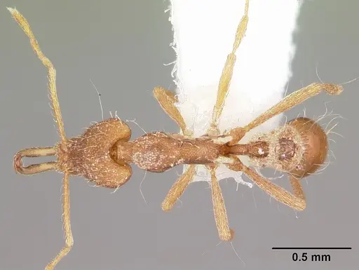 Strumigenys chyzeri specimen