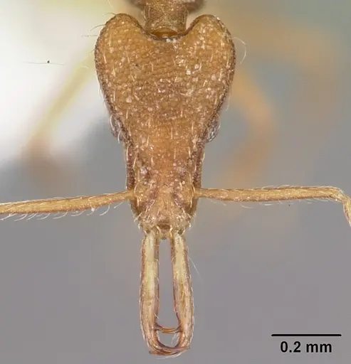 Strumigenys chyzeri specimen