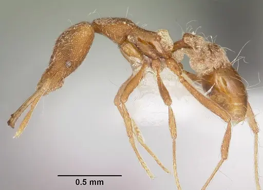 Strumigenys chyzeri specimen
