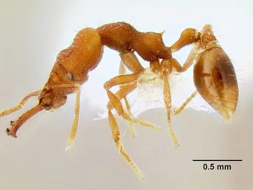 Strumigenys chyzeri - CASENT0106249