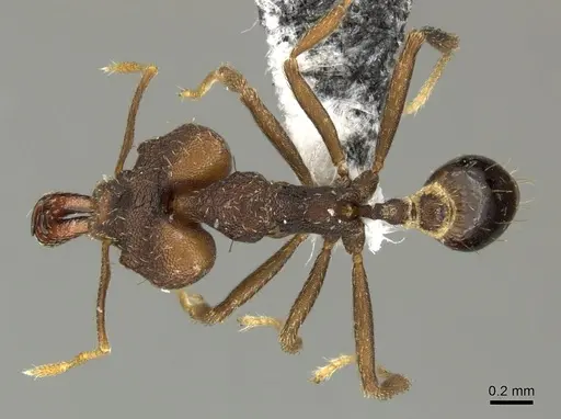 Strumigenys chyzeri - CASENT0199705