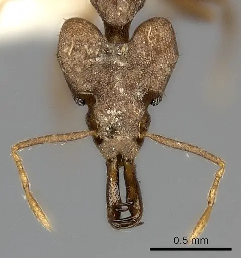 Strumigenys chyzeri - CASENT0217947