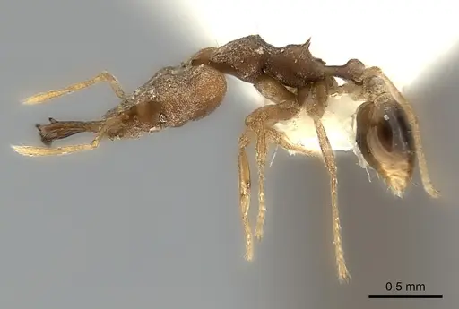 Strumigenys chyzeri - CASENT0217947