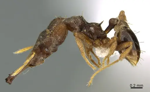 Strumigenys chyzeri - CASENT0435044