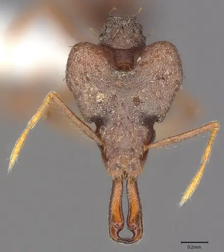 Strumigenys chyzeri - CASENT0435067