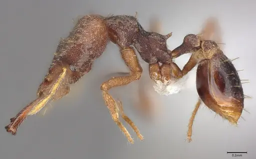 Strumigenys chyzeri - CASENT0435067