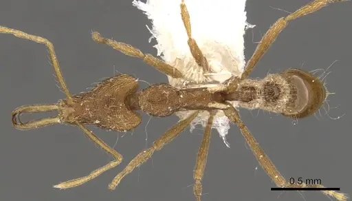 Strumigenys chyzeri - CASENT0900807