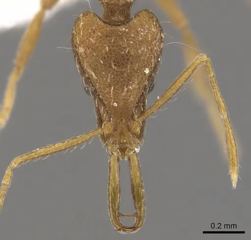 Strumigenys chyzeri - CASENT0900807