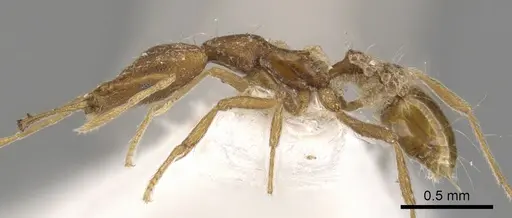 Strumigenys chyzeri - CASENT0900807