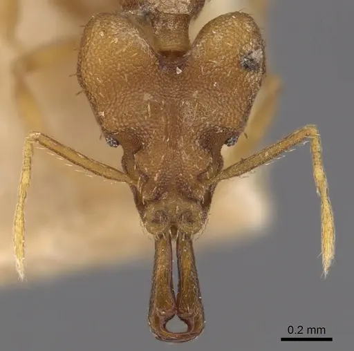 Strumigenys chyzeri - CASENT0900867