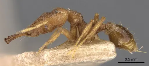 Strumigenys chyzeri - CASENT0900867