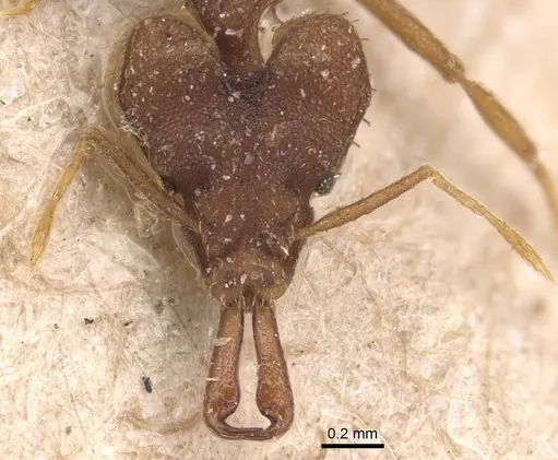 Strumigenys chyzeri - CASENT0904941