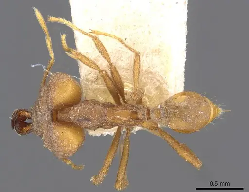 Strumigenys chyzeri - CASENT0909305