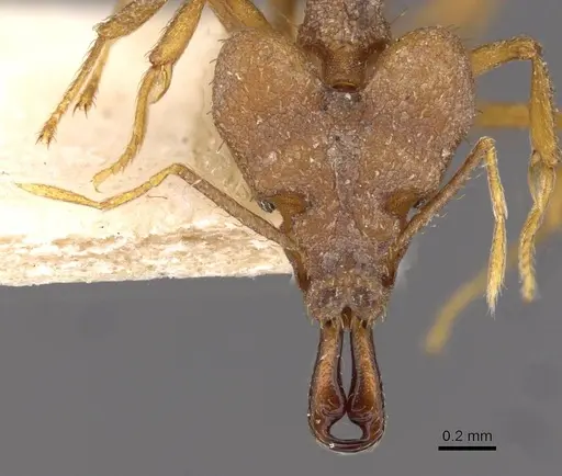 Strumigenys chyzeri - CASENT0909305