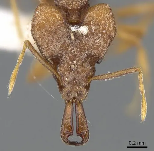 Strumigenys chyzeri - CASENT0914788