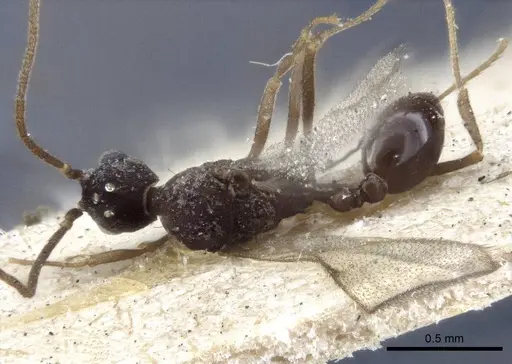 Strumigenys chyzeri - CASENT0916679