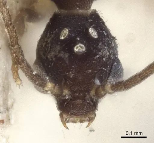 Strumigenys chyzeri - CASENT0916679