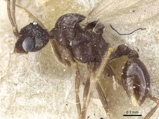 Strumigenys chyzeri - CASENT0916679