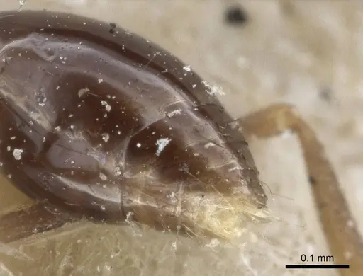 Strumigenys chyzeri - CASENT0916679