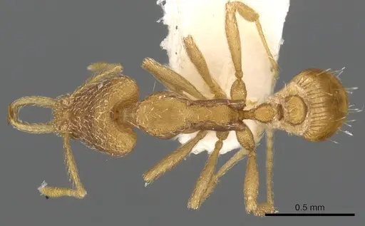 Strumigenys cingatrix specimen