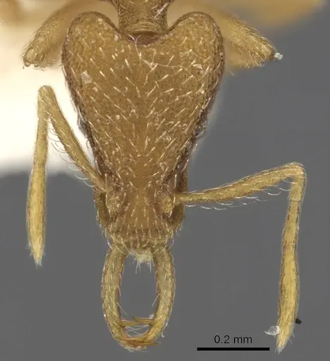 Strumigenys cingatrix specimen