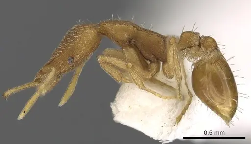 Strumigenys cingatrix specimen