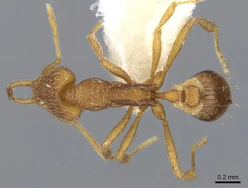 Strumigenys cingatrix - CASENT0914787