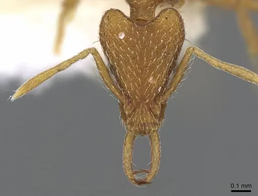 Strumigenys cingatrix - CASENT0914787