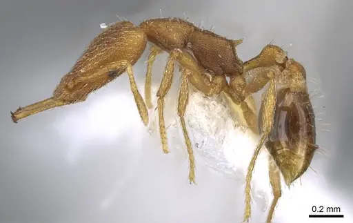 Strumigenys cingatrix - CASENT0914787