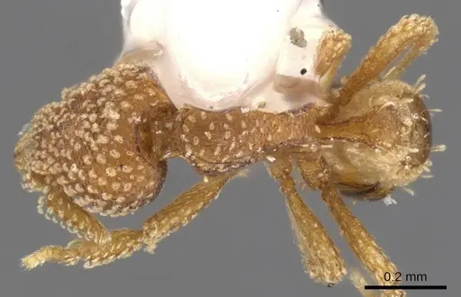 Strumigenys circothrix specimen