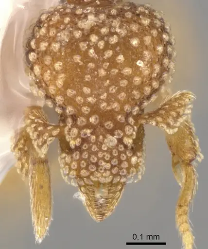 Strumigenys circothrix specimen