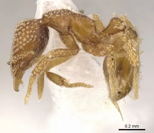 Strumigenys circothrix specimen