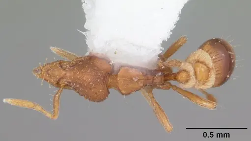 Strumigenys cloydi specimen