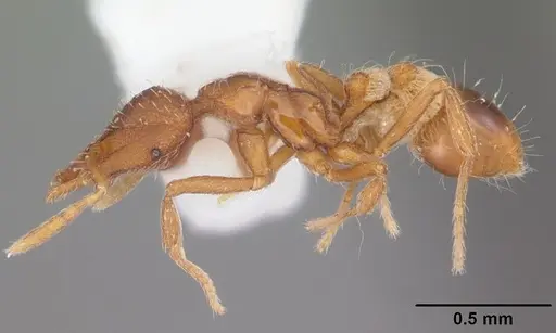 Strumigenys cloydi specimen