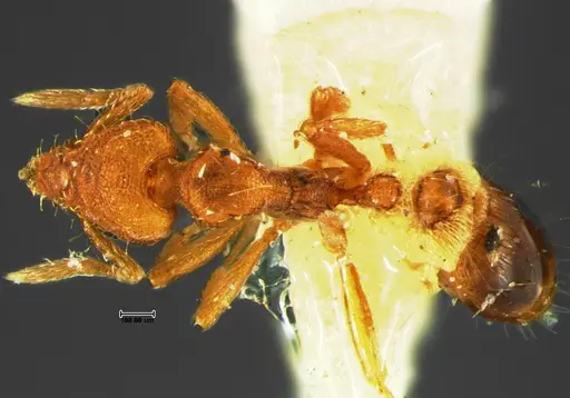 Strumigenys cloydi - CASENT0105659