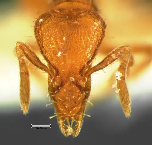 Strumigenys cloydi - CASENT0105659