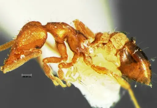 Strumigenys cloydi - CASENT0105659